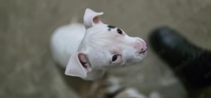 Pui deosebit amstaff  - imagine 2