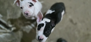 Pui deosebit amstaff  - imagine 3