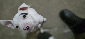 Pui deosebit amstaff 