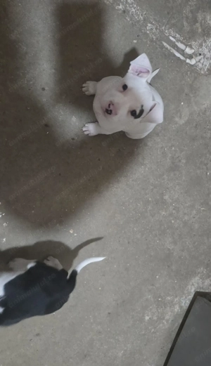 Pui deosebit amstaff  - imagine 5