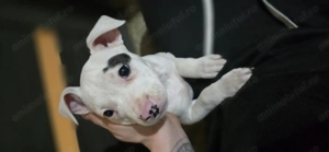 Pui deosebit amstaff  - imagine 4