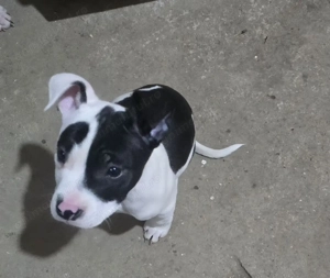 Pui deosebit amstaff 