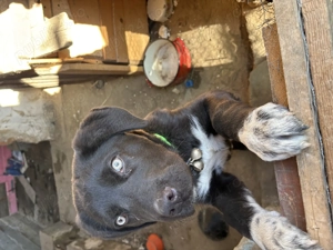 Femela Asia centrală  - imagine 2