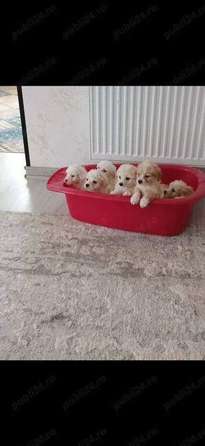 Pui se afla in targoviste. - imagine 2