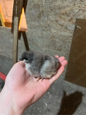 vand pui de gaina australorp  - imagine 3