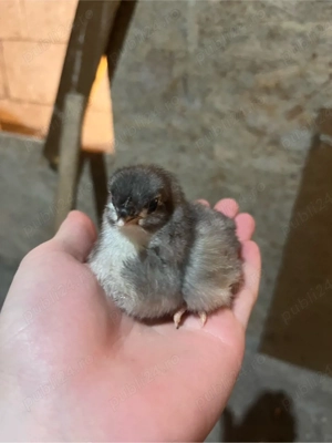 vand pui de gaina australorp  - imagine 2