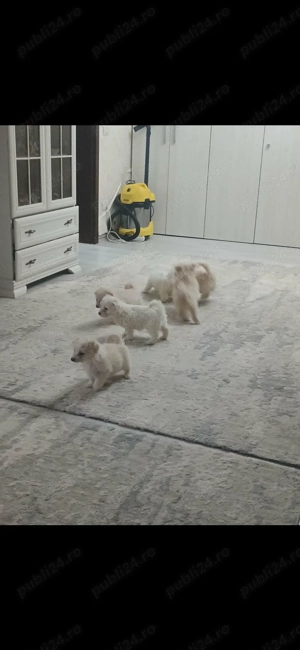 Pui se afla in targoviste.