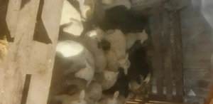 Vând mieii din doiii