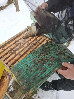 Vand familii de albine