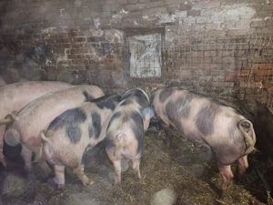 Vând porci - imagine 4