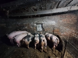 Vând porci - imagine 2