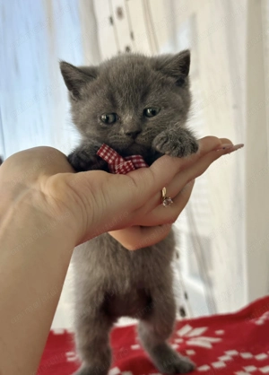 Pui British Shorthair de vanzare - imagine 2