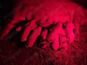 Vand scroafa cu purcei