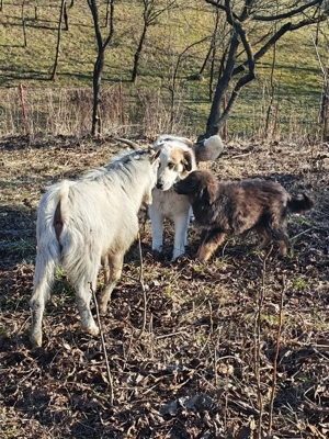 Femelă ciobănesc pui Tibetan 