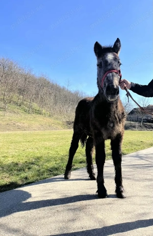 Vand manz sur din cai grei - imagine 2