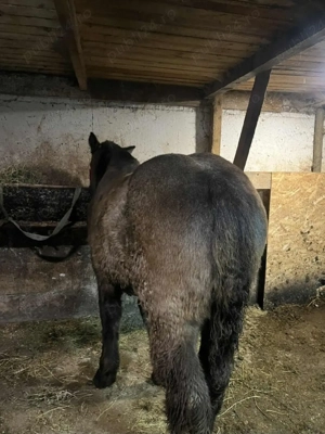 Vand manz sur din cai grei