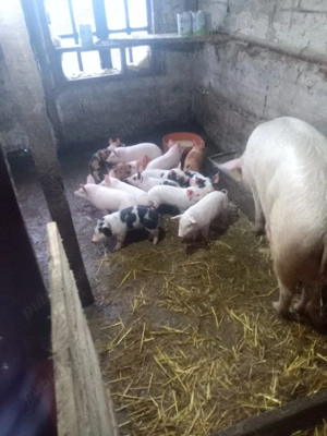 purcei de vinzare  - imagine 2