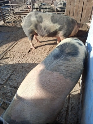 Vand porci bio  - imagine 3