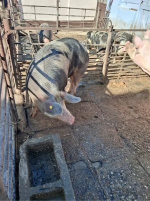 Vand porci bio  - imagine 4