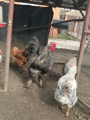 Vând Cocoș de rasă  - imagine 3