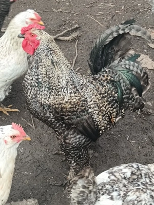 Vând Cocoș de rasă  - imagine 2