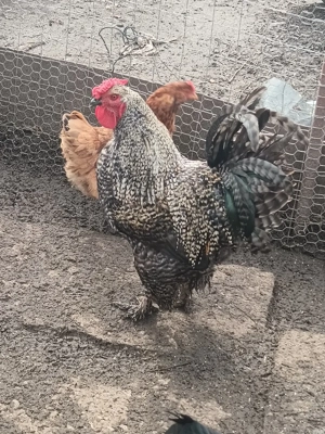 Vând Cocoș de rasă  - imagine 4