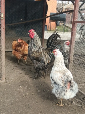 Vând Cocoș de rasă 