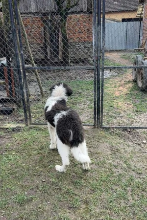 Vand Mascul Ciobanesc de Bucovina  - imagine 3