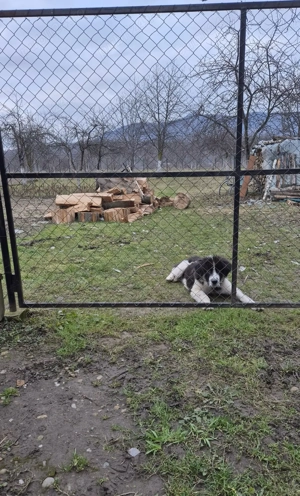 Vand Mascul Ciobanesc de Bucovina  - imagine 2