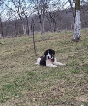 Vand Mascul Ciobanesc de Bucovina  - imagine 4