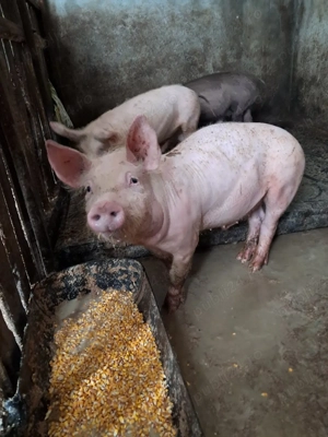  De vinzare porci - imagine 5