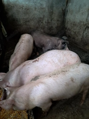  De vinzare porci - imagine 2