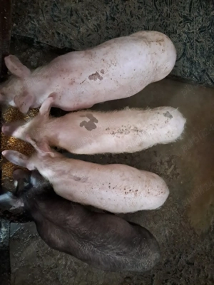  De vinzare porci - imagine 3