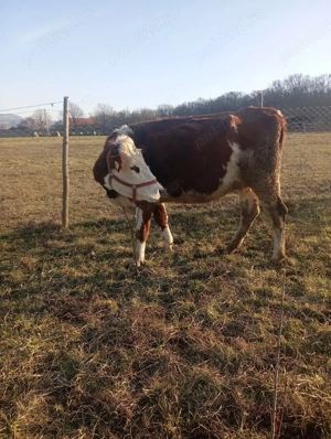 de vânzare o junincă la prima fatare  - imagine 3