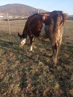 de vânzare o junincă la prima fatare  - imagine 4