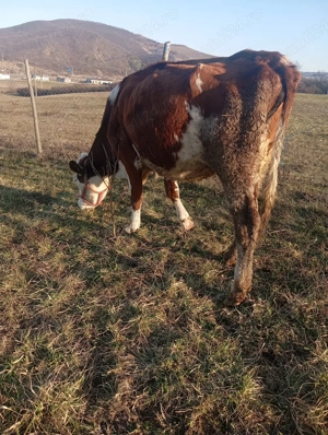 de vânzare o junincă la prima fatare  - imagine 2