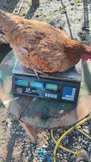 familie de găini la 75 lei kg pe viu  - imagine 2