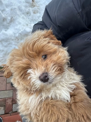 Disponibili 2 cățeluși adorabili rasa Bichon   3 luni  - imagine 2