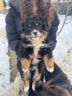 Disponibili 2 cățeluși adorabili rasa Bichon   3 luni 