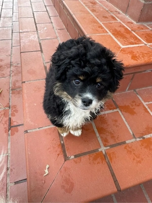 Disponibili 2 cățeluși adorabili rasa Bichon   3 luni  - imagine 3