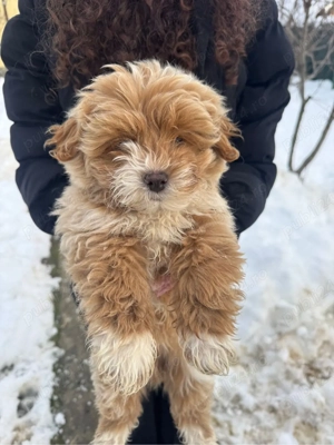 un catelus adorabil rasa Bichon - 3 luni