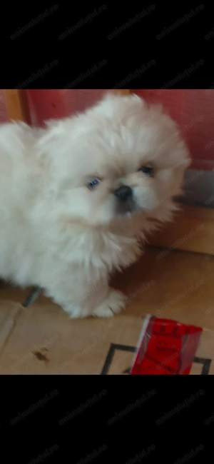 Pechinezi imperiali albi   - imagine 3