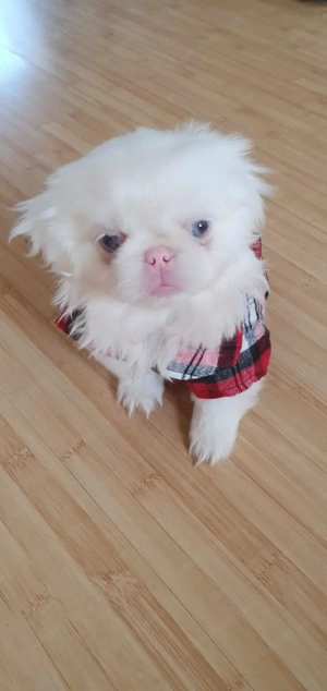 Pechinezi imperiali albi   - imagine 2