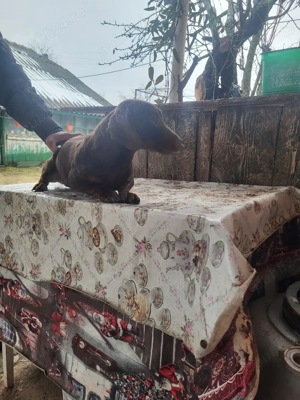 Vând teckel mascul 11 luni.