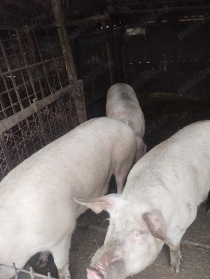 porci de vânzare  - imagine 3