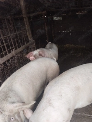 porci de vânzare  - imagine 5