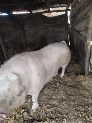 porci de vânzare  - imagine 4