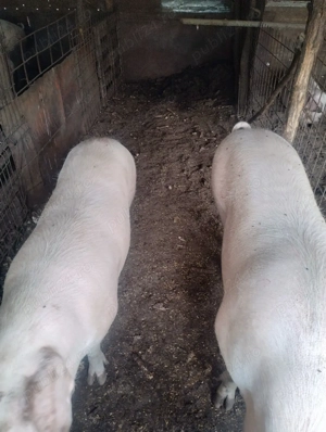 porci de vânzare  - imagine 2