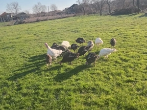 vînd curcani țârânești .