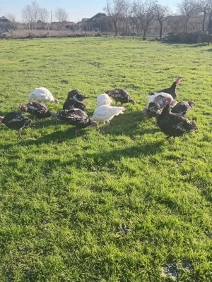 vînd curcani țârânești . - imagine 2